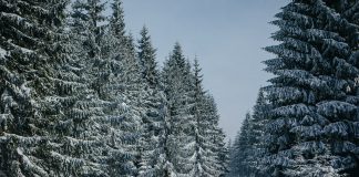 Najlepsze trasy na narty biegowe w Polsce Narciarz na trasie biegowej