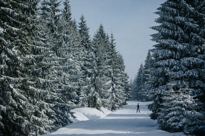 Narciarz na trasie biegowej Narciarz na trasie biegowej