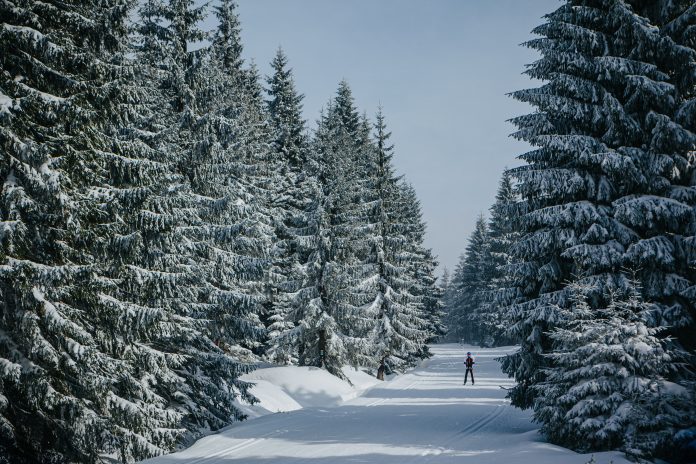 Narciarz na trasie biegowej