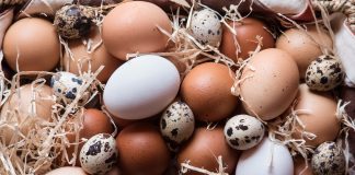 Jajka kurze, przepiórcze, perlicze, a może kacze – które są najzdrowsze różne jajka