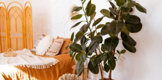 Jakie rośliny pomogą Ci zadbać o dobry, zdrowy sen? fikus w sypialni