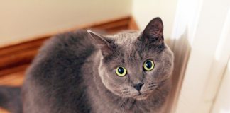 Żwirek dla kota – czym się różnią i który wybrać? kot żwirek dla kota