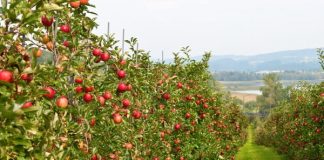 Własne owoce z małego ogrodu – jak to zrobić? jabłonie w sadzie