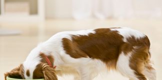 Dobra karma dla psa – po czym ją rozpoznać? dobra karma dla psa