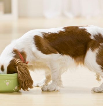 Dobra karma dla psa – po czym ją rozpoznać? dobra karma dla psa