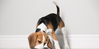 Karma dla psów małych ras – jak wybrać? karma dla psa małej rasy