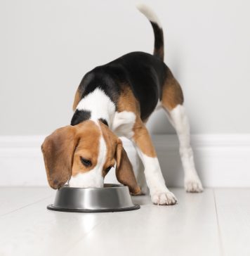 Karma dla psów małych ras – jak wybrać? karma dla psa małej rasy