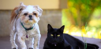 Jakie rasy psów nie zaakceptują kota w domu? koty psy