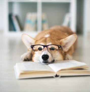 Jesienne premiery książek lektury na jesień