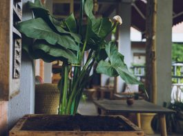 bujne kwiaty naturalny nawóz