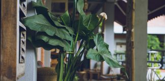 Kawa, skórka od banana – co wykorzystać na nawóz do roślin? bujne kwiaty naturalny nawóz