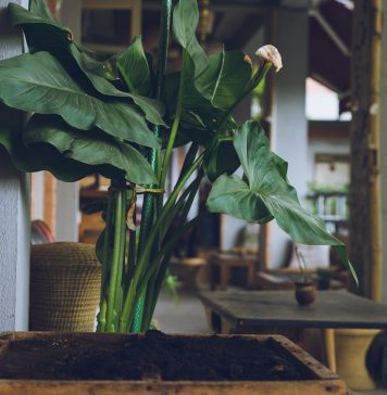 Kawa, skórka od banana – co wykorzystać na nawóz do roślin? bujne kwiaty naturalny nawóz