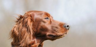 Seter – co warto wiedzieć o psach tego typu seter irlandzki