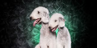 Bedlington terrier – co warto wiedzieć o rasie? Bedlington terrier