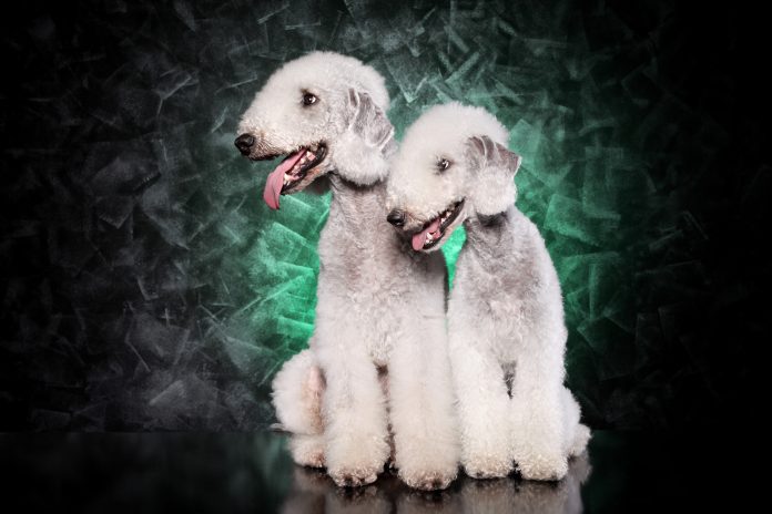 Bedlington terrier