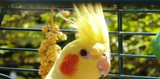 Klatka dla papugi nimfy. Na co zwrócić uwagę podczas zakupu? papuga nimfa