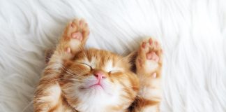 Jakie są najciekawsze akcesoria dla kotów? zabawki dla kota