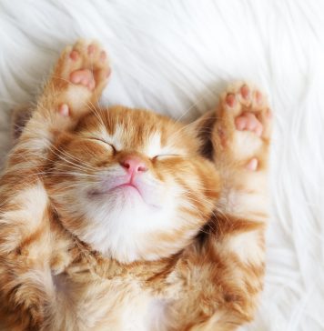 Jakie są najciekawsze akcesoria dla kotów? zabawki dla kota