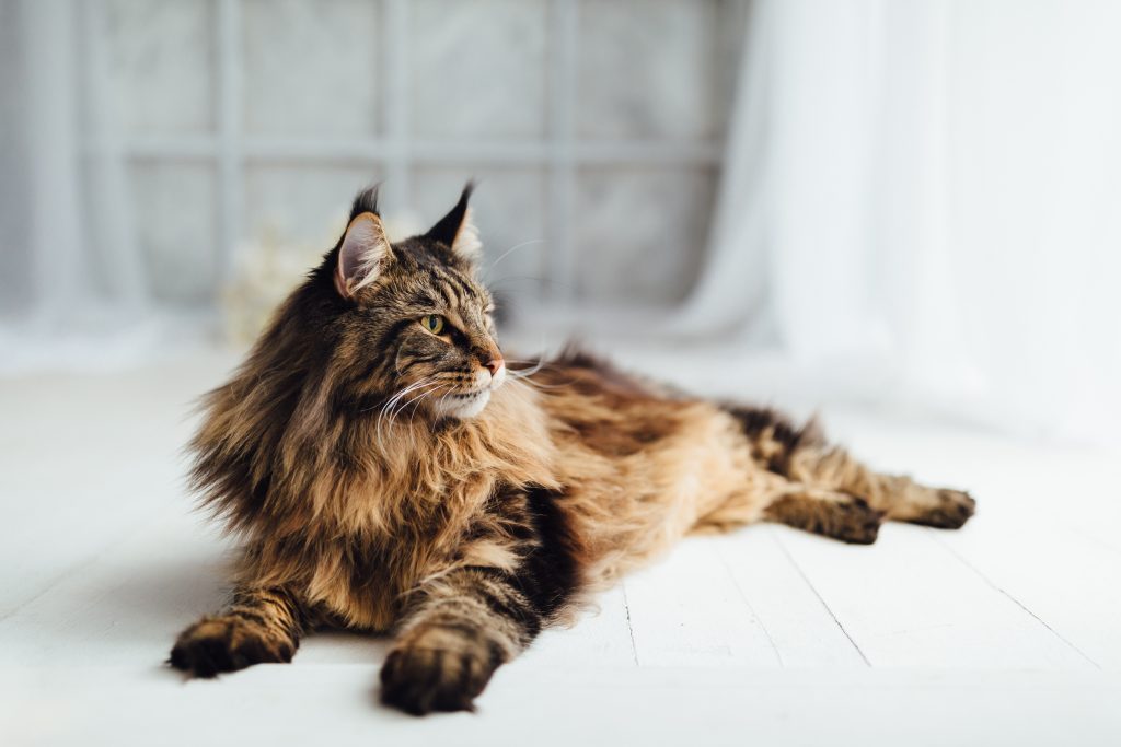 Maine Coon