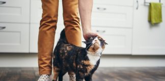 Rozwój i ewolucja kotów domowych – od dzikich kotów do naszych ulubieńców kot udomowiony