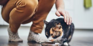 Dlaczego karmy mokre dla kotów cieszą się tak dużą popularnością? karma dla kota