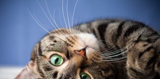 Jak zrozumieć zachowania swojego kota? zachowanie kota