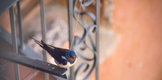 Profesjonalny montaż siatki na ptaki Poznań i całe województwo wielkopolskie montaż siatki na ptaki